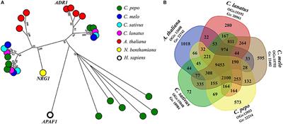 Draft of Zucchini (Cucurbita pepo L.) Proteome: A Resource for Genetic and Genomic Studies